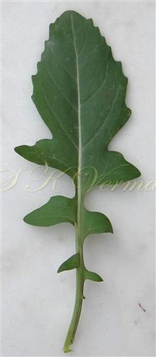  Leaf